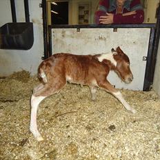 Dansk Miniature Kidings One and Only