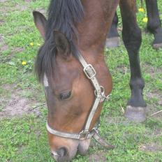 Anden særlig race Lillelunds Polle