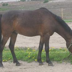 Anden særlig race Lillelunds Polle