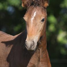 New Forest Birkilds Frederico