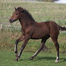 New Forest Birkilds Frederico