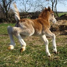 Welsh Mountain (sec A) Rø's Dizzy Mizz Lizzy