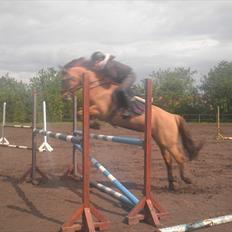 Anden særlig race Lucky Carisma