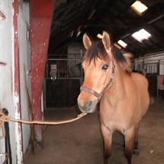 Anden særlig race Lucky Carisma