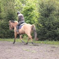 Anden særlig race Lucky Carisma