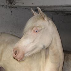 Palomino Stald Englunds Nadine