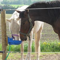 Palomino Stald Englunds Nadine