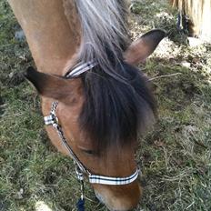 Anden særlig race Santos