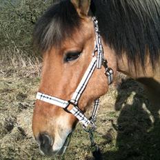 Anden særlig race Santos