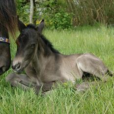 Pura Raza Española Cassiopeia Cezz