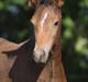 New Forest Birkilds Frederico