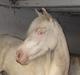 Palomino Stald Englunds Nadine