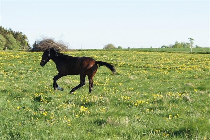 Dansk Varmblod Dortheasmindes Domino - I fuld Galop billede 9
