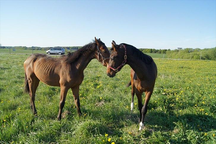 Dansk Varmblod Dortheasmindes Domino - Domino og hans nye ven på hingstefolden. billede 10