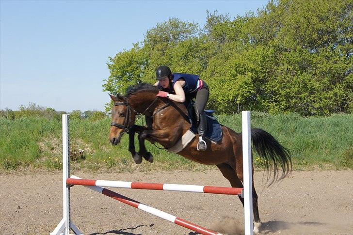 Dansk Varmblod Mariesminde's Tipula billede 7