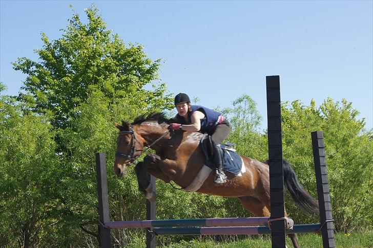 Dansk Varmblod Mariesminde's Tipula billede 8