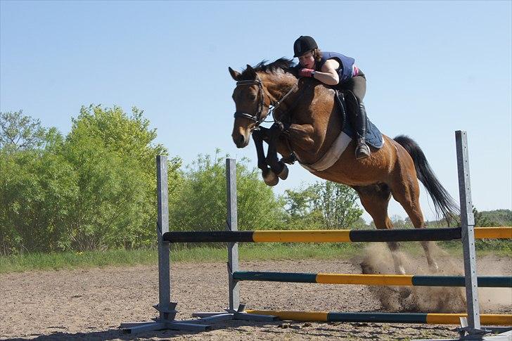 Dansk Varmblod Mariesminde's Tipula billede 9
