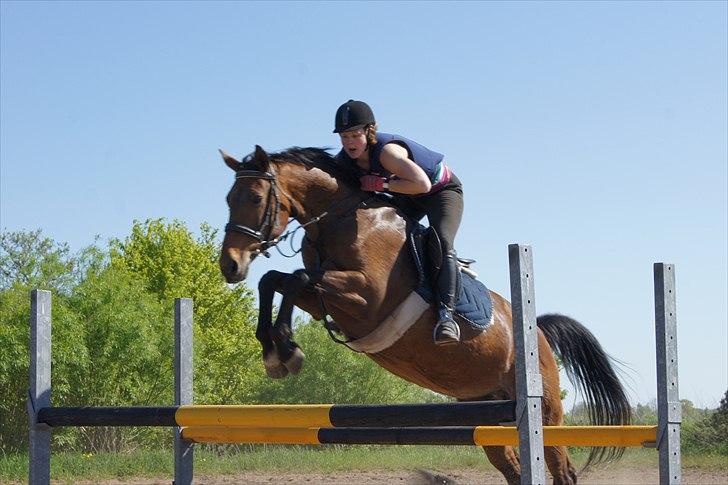 Dansk Varmblod Mariesminde's Tipula billede 10