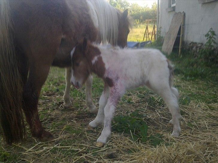 Shetlænder Rødsandgaards Baby  billede 3