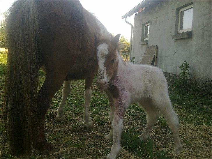 Shetlænder Rødsandgaards Baby  billede 5