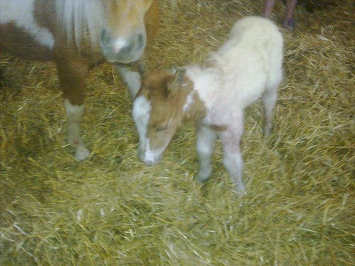 Shetlænder Rødsandgaards Baby  billede 6