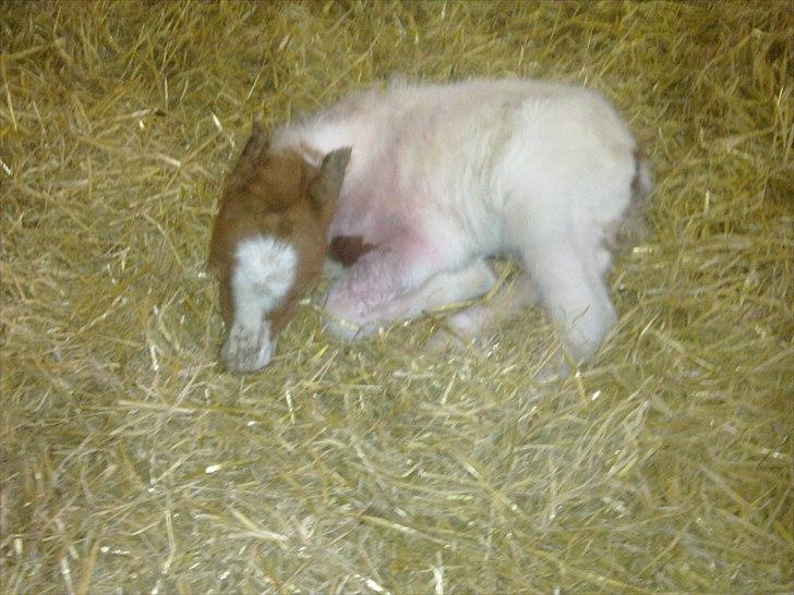 Shetlænder Rødsandgaards Baby  billede 8