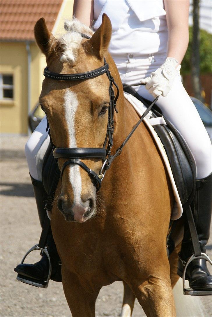DSP Don´t Forget Me - Min dejlig pony til stævne billede 5