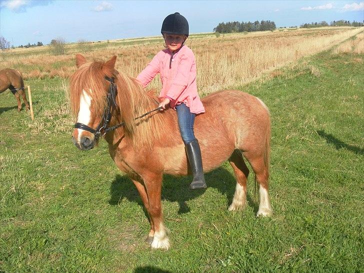 Anden særlig race Columbine (Givet væk) - Da vi var oppe at se og prøve Bine billede 1