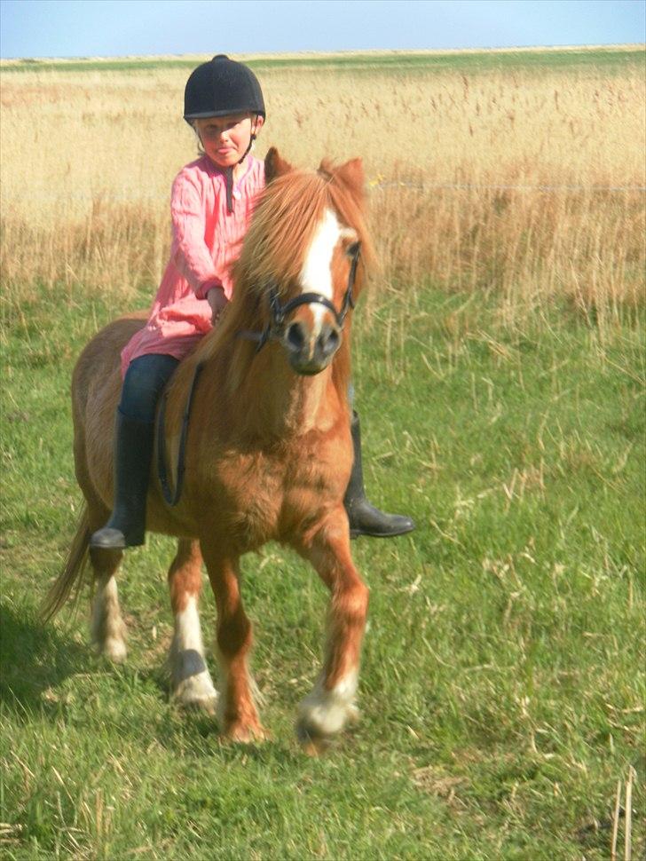 Anden særlig race Columbine (Givet væk) billede 3