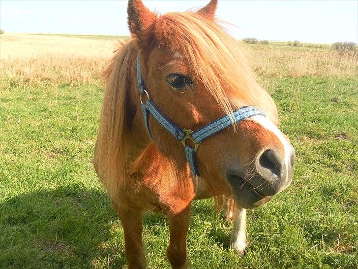 Anden særlig race Columbine (Givet væk) billede 4