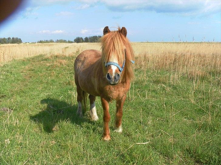 Anden særlig race Columbine (Givet væk) billede 5