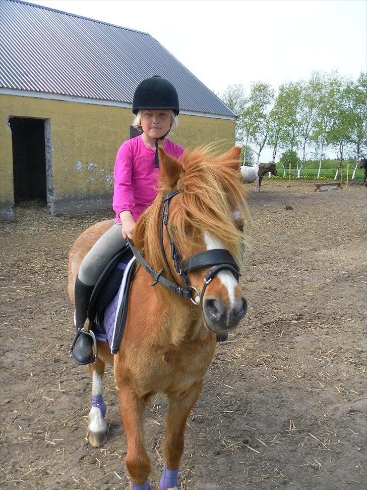 Anden særlig race Columbine (Givet væk) - Første ridetur hjemme billede 6