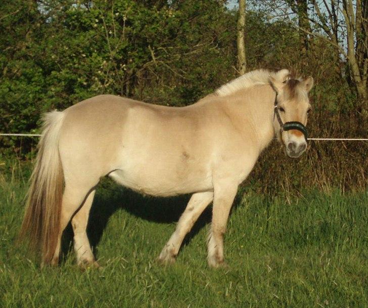 Fjordhest MUSSE ( Dejlig Pige) - Maj 2011 På engen nede ved åen billede 16