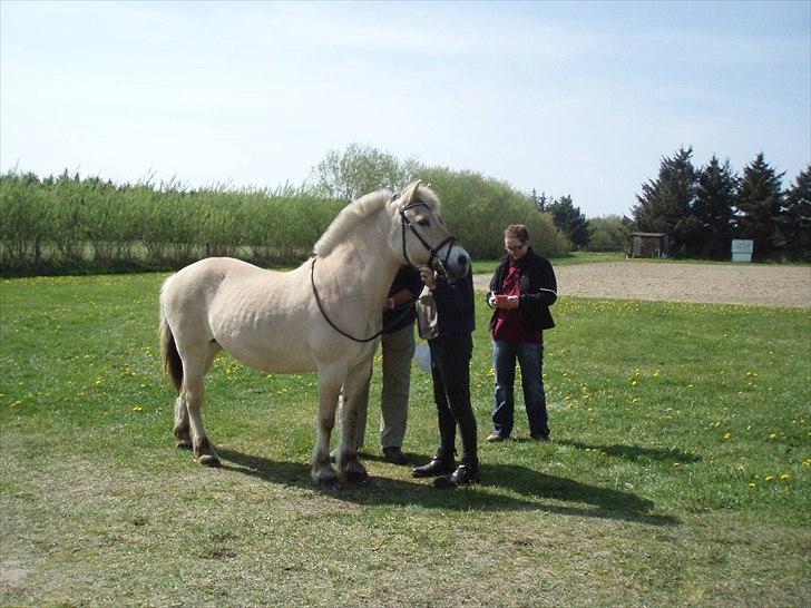 Fjordhest MUSSE ( Dejlig Pige) - Musse til prøve distance i Nordjylland 2011 billede 17