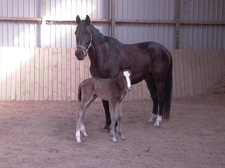 Trakehner Helmuth von hestebjerggaard - Helmuth 10 timer gammel billede 8