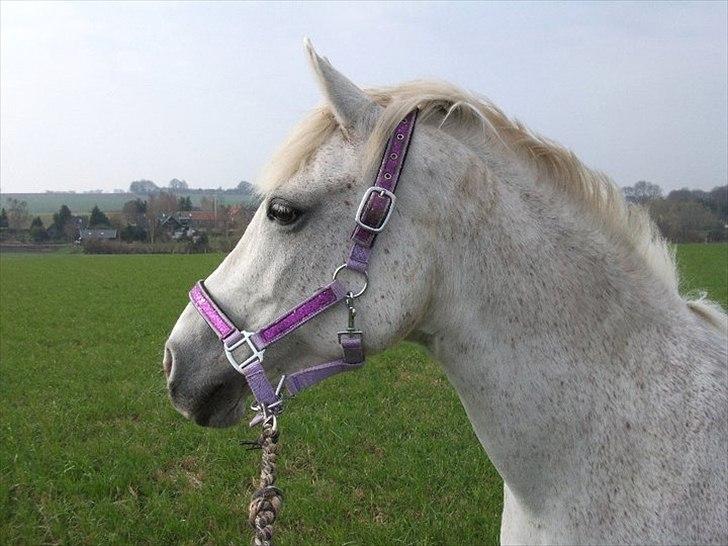 New Forest Shipper - Smukke Shipper. billede 9