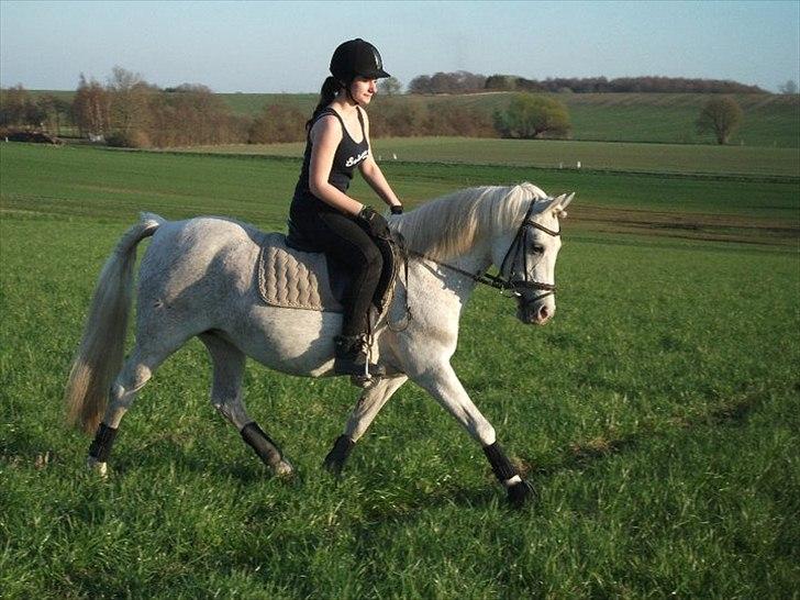 New Forest Shipper - Shipper og jeg. billede 10