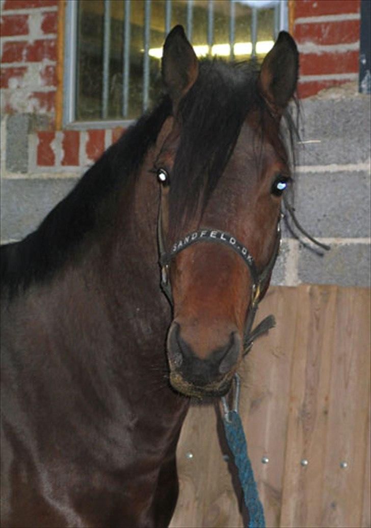 Dansk Varmblod Holmeriks Lancaster † billede 14