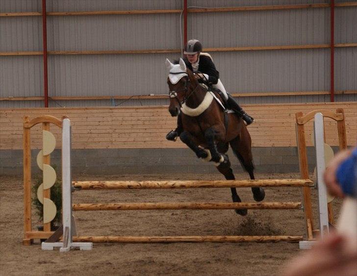 Dansk Varmblod Holmeriks Lancaster † billede 15