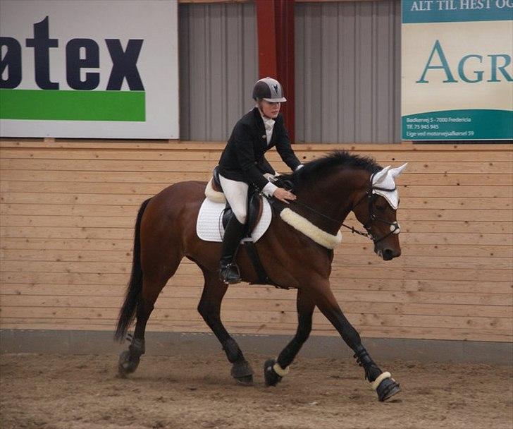 Dansk Varmblod Holmeriks Lancaster † billede 16