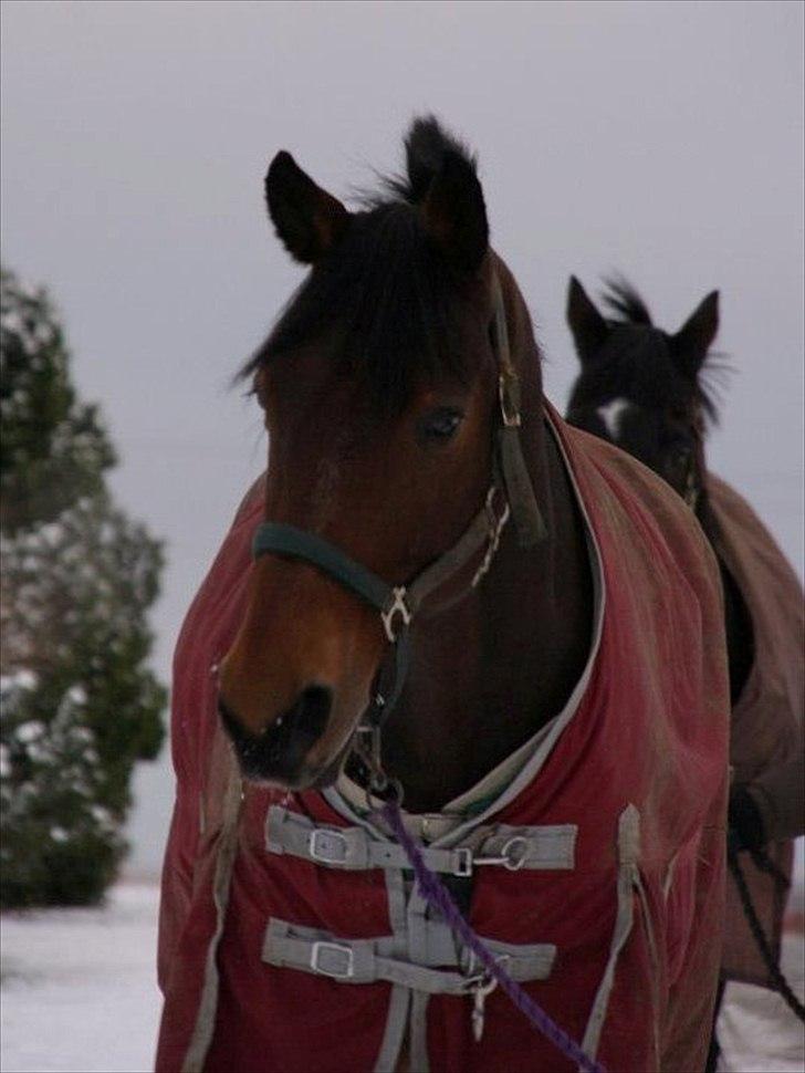 Dansk Varmblod Holmeriks Lancaster † billede 17