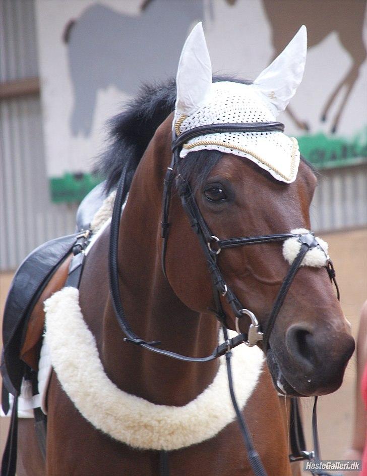 Dansk Varmblod Holmeriks Lancaster † billede 18