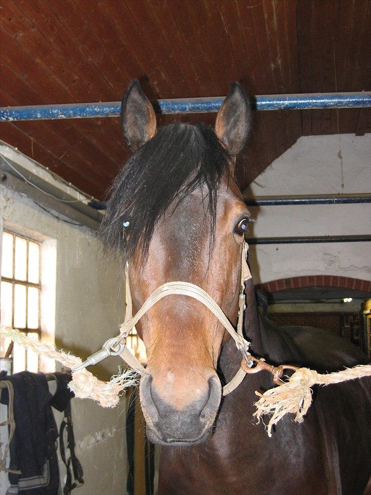 Dansk Varmblod Holmeriks Lancaster † billede 19