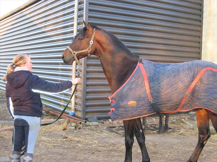 Dansk Varmblod Holmeriks Lancaster † billede 20