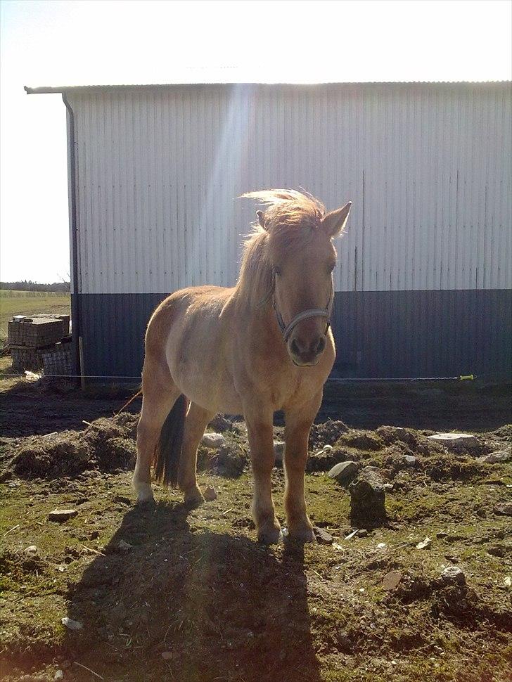 Anden særlig race - Ponko<3 R.I.P D'; ||Tidl. Passer|| billede 1