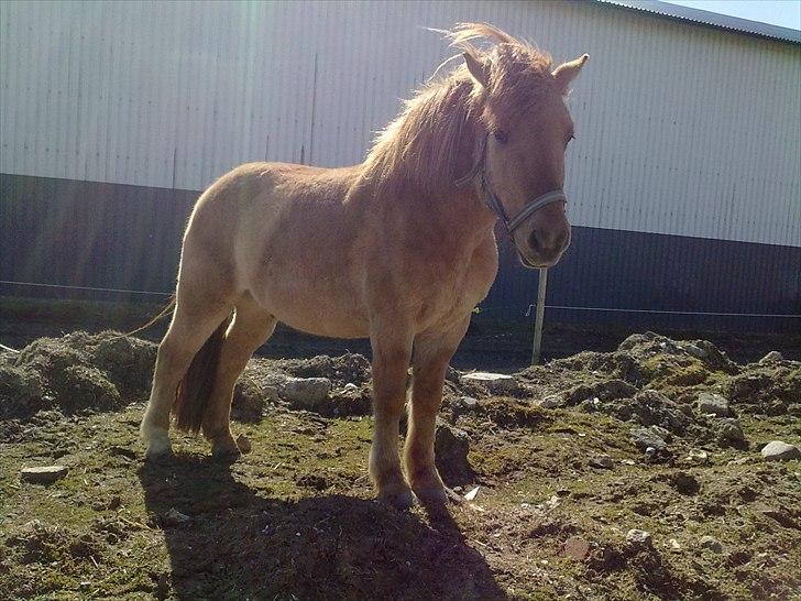 Anden særlig race - Ponko<3 R.I.P D'; ||Tidl. Passer|| billede 2