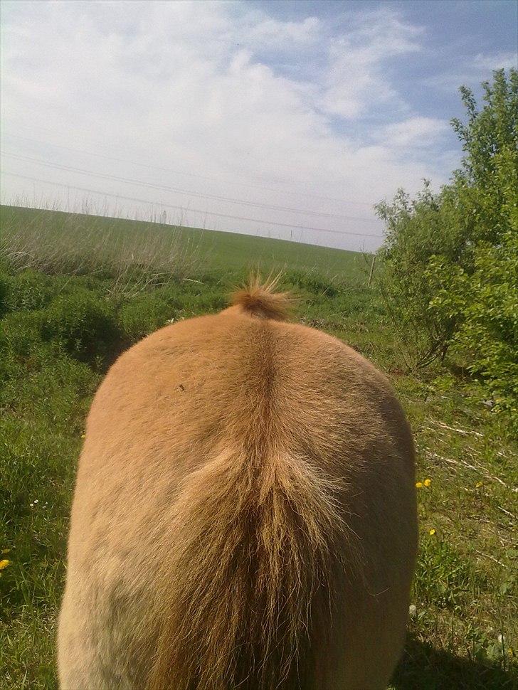 Anden særlig race - Ponko<3 R.I.P D'; ||Tidl. Passer|| billede 3