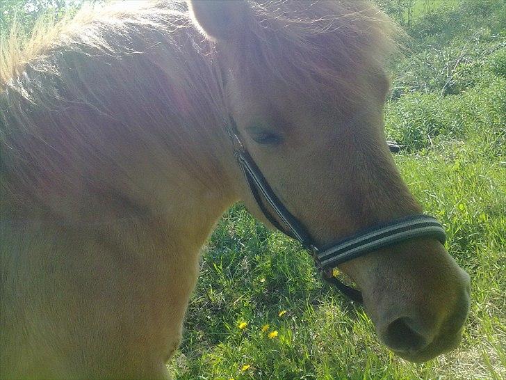 Anden særlig race - Ponko<3 R.I.P D'; ||Tidl. Passer|| billede 4