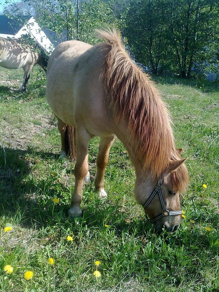 Anden særlig race - Ponko<3 R.I.P D'; ||Tidl. Passer|| billede 5