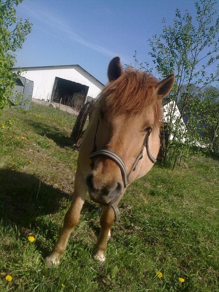 Anden særlig race - Ponko<3 R.I.P D'; ||Tidl. Passer|| billede 6